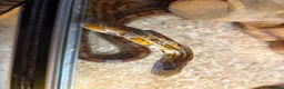 Corn Snake reptiles for sale: Corn snake with complete set up - Advert 2