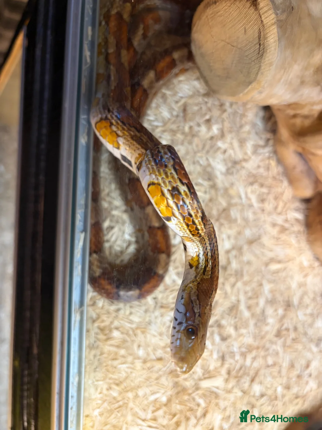 Corn Snake reptiles for sale: Corn snake with complete set up - Advert 2