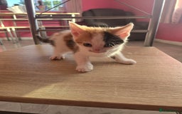 Mixed Breed cats for sale: 8 kittens for sale  - Image 1
