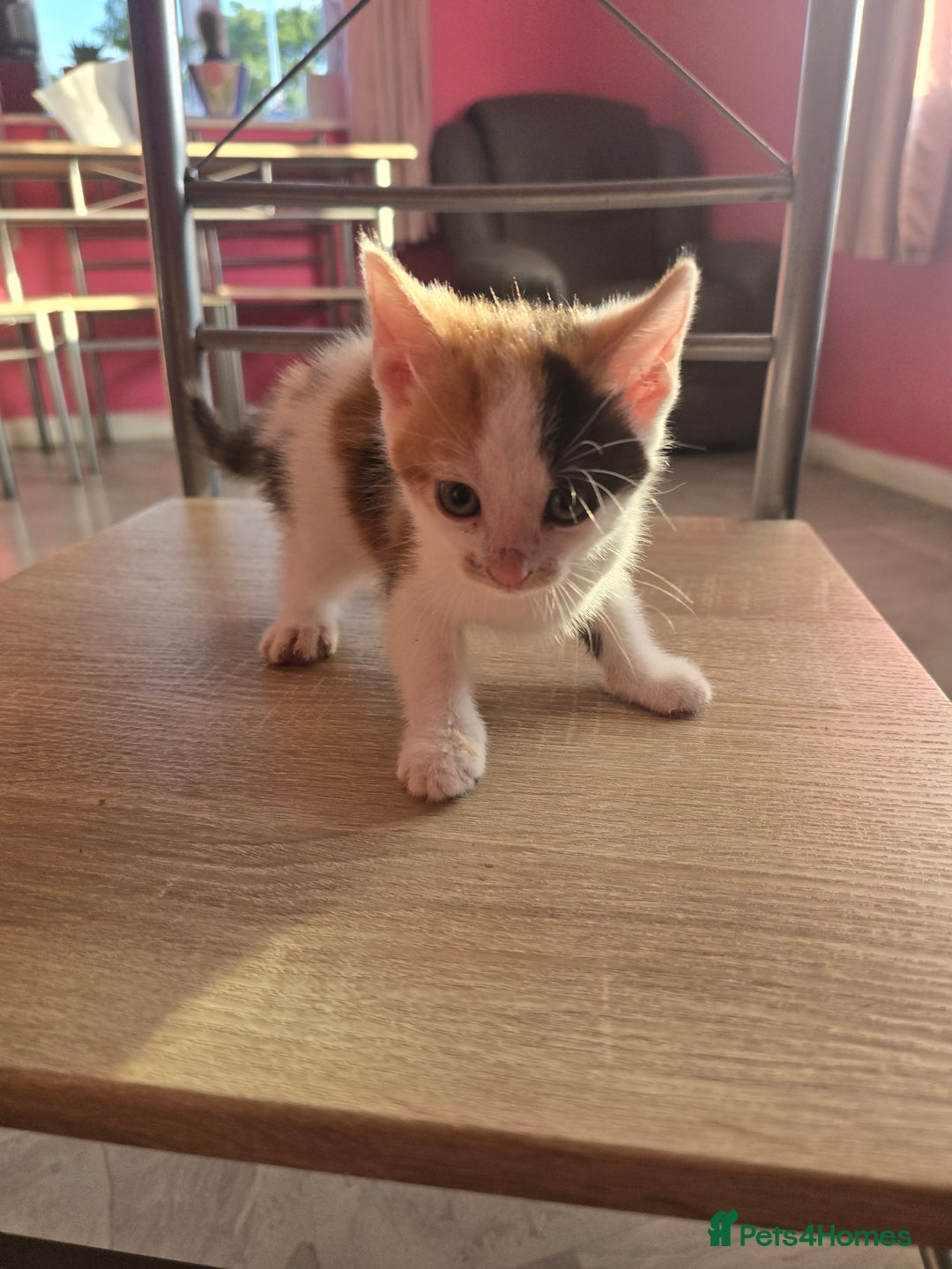 Mixed Breed cats for sale: 8 kittens for sale  - Image 1