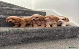 Maltipoo dogs for sale: Toy maltipoo puppies - Advert 1
