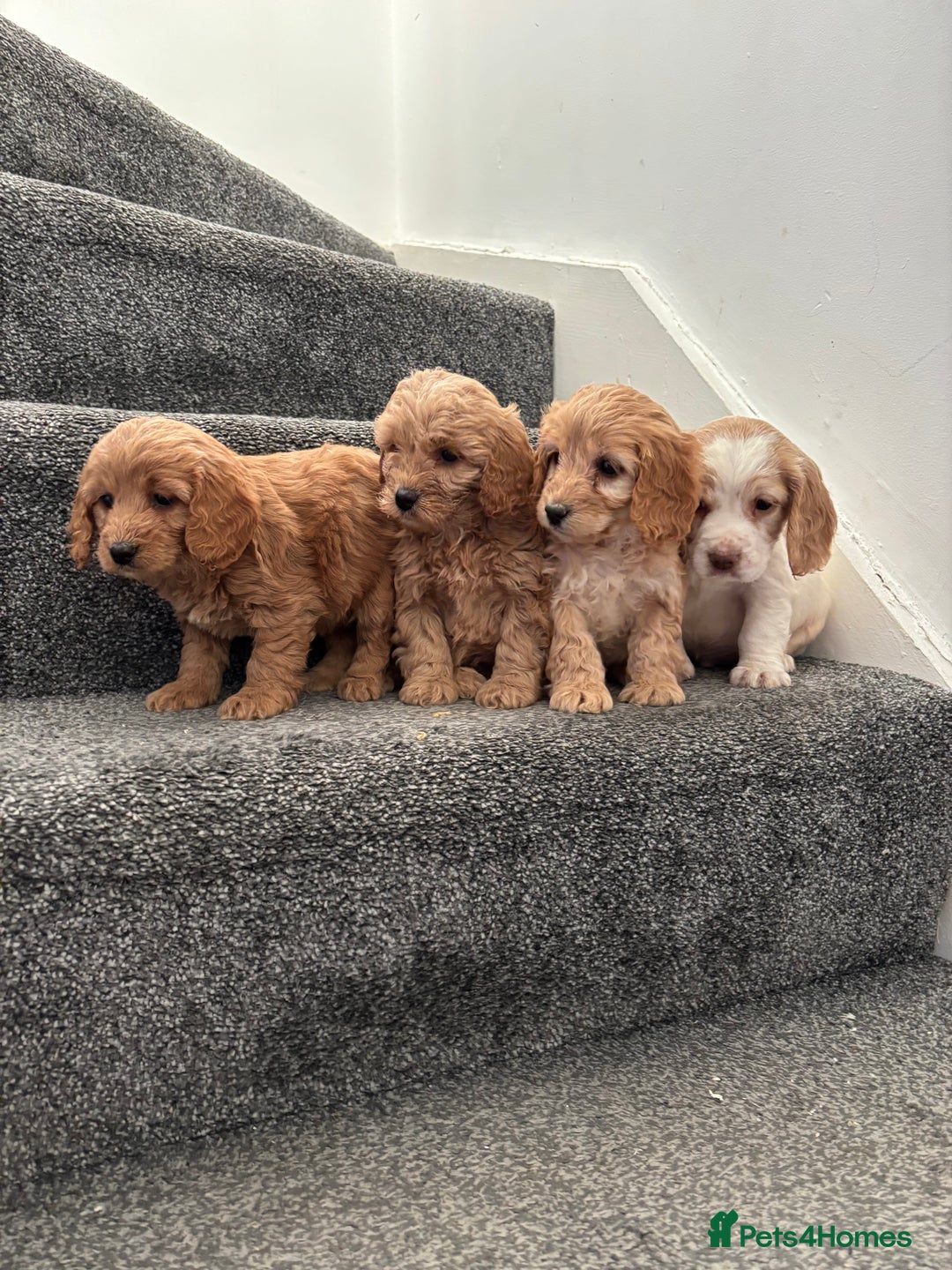 Maltipoo dogs for sale: Toy maltipoo puppies - Advert 1