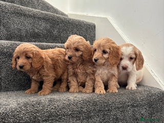 Maltipoo dogs Toy maltipoo puppies - Advert 9