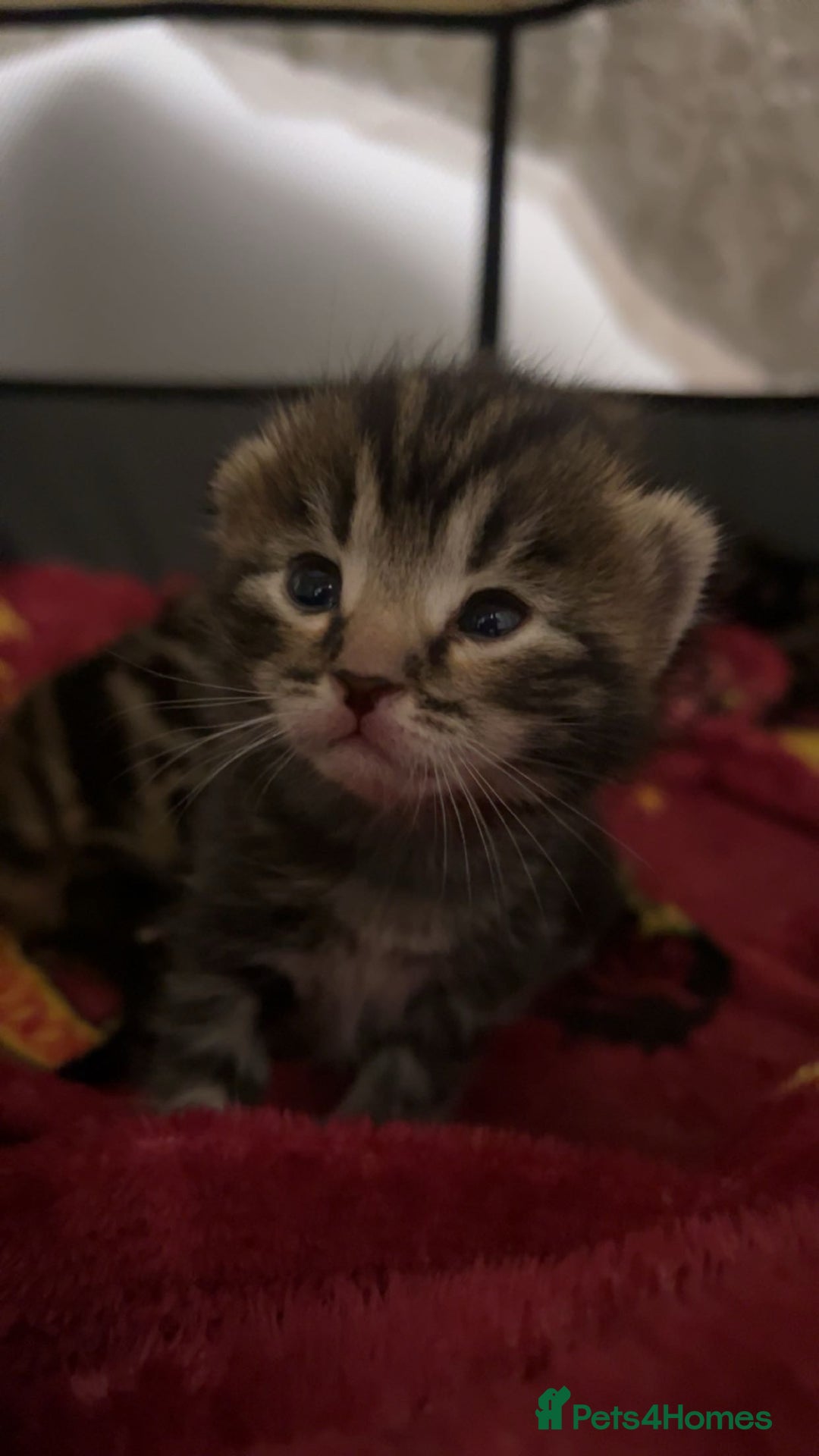 Mixed Breed cats for sale: Kittens for Sale  - Image 4