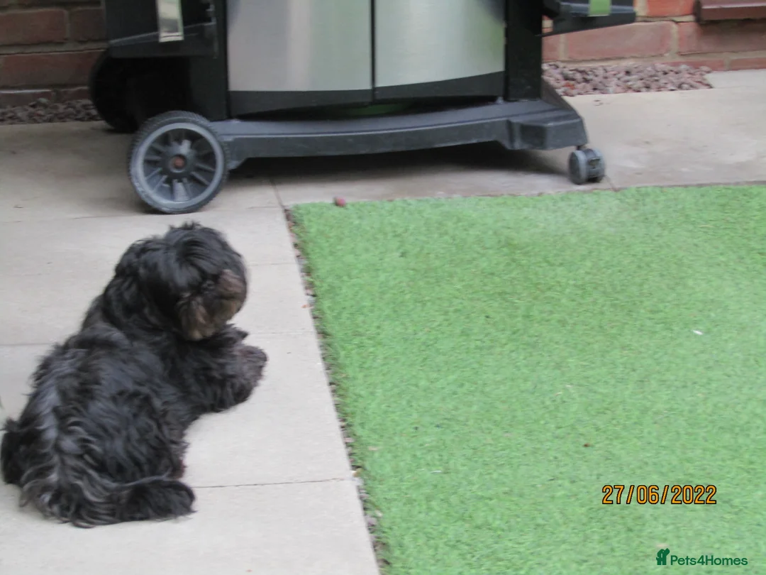 Shih Tzu dogs for stud: Bailey for stud in Spalding - Advert 38