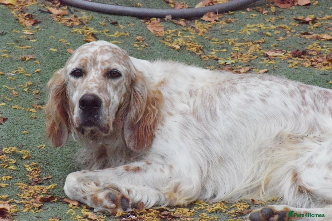 English Setter dogs for adoption: Figo  - Image 5
