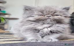 Persian cats for sale: Beautiful persian kittens  - Image 18
