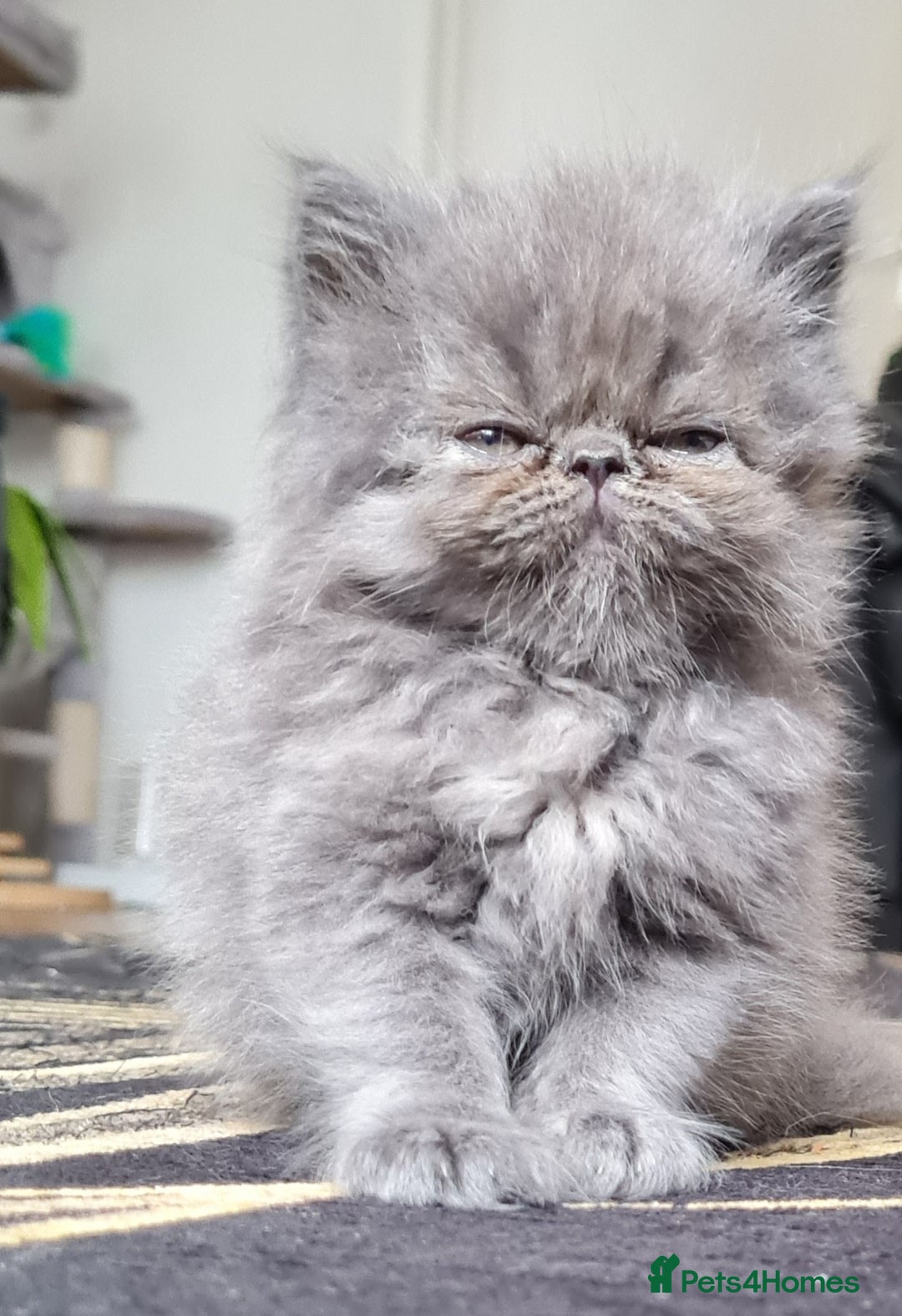 Persian cats for sale: Beautiful persian kittens  - Image 18