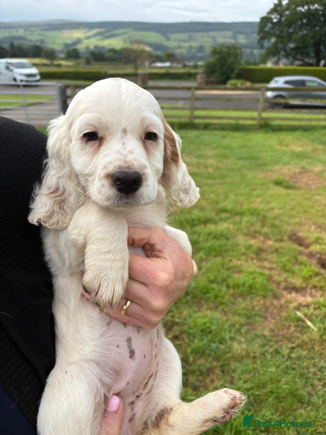 Cocker Spaniel dogs for sale: Cocker Spaniel Pups for Sale  - Advert 22