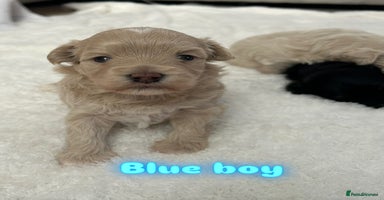 Maltipoo dogs - Advert 3
