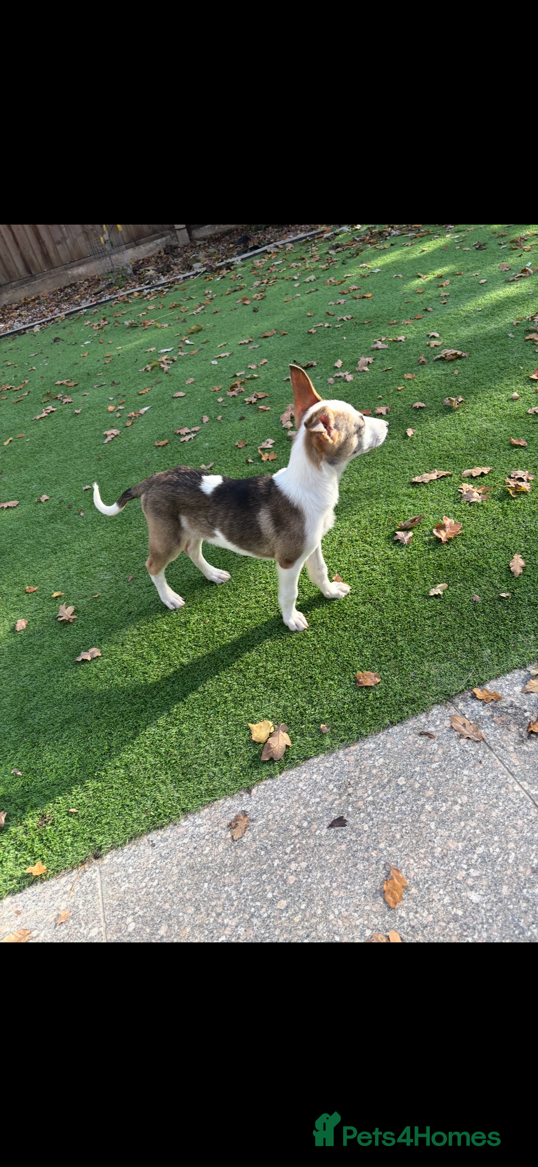 Mixed Breed dogs for sale: Cute puppy is looking for his forever home - Advert 4