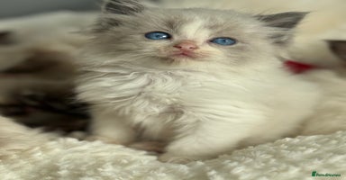 Ragdoll cats - Advert 9