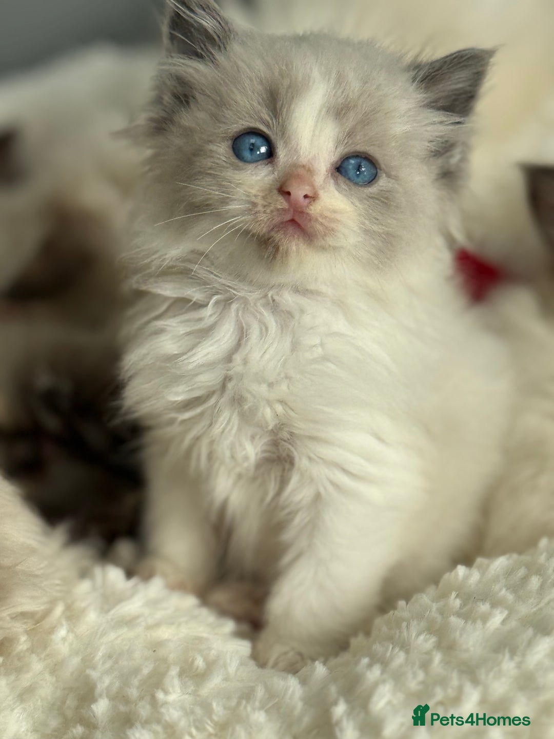 Ragdoll cats for sale: 💙🩷GCCF RAGDOLL KITTENS 3, 5 & 20WKS  AWARD WIN🥇 - Image 2