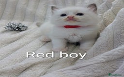 Ragdoll cats for sale: 6 beautiful pure Ragdoll  - Image 6