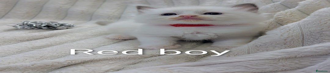 Ragdoll Kitten 5