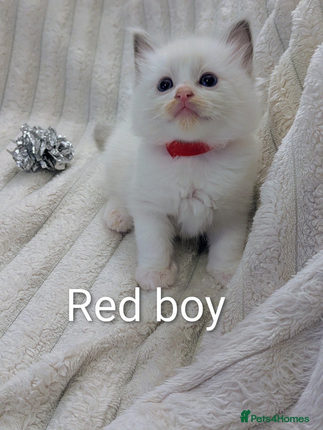Ragdoll cats for sale: 6 beautiful pure Ragdoll  - Image 6
