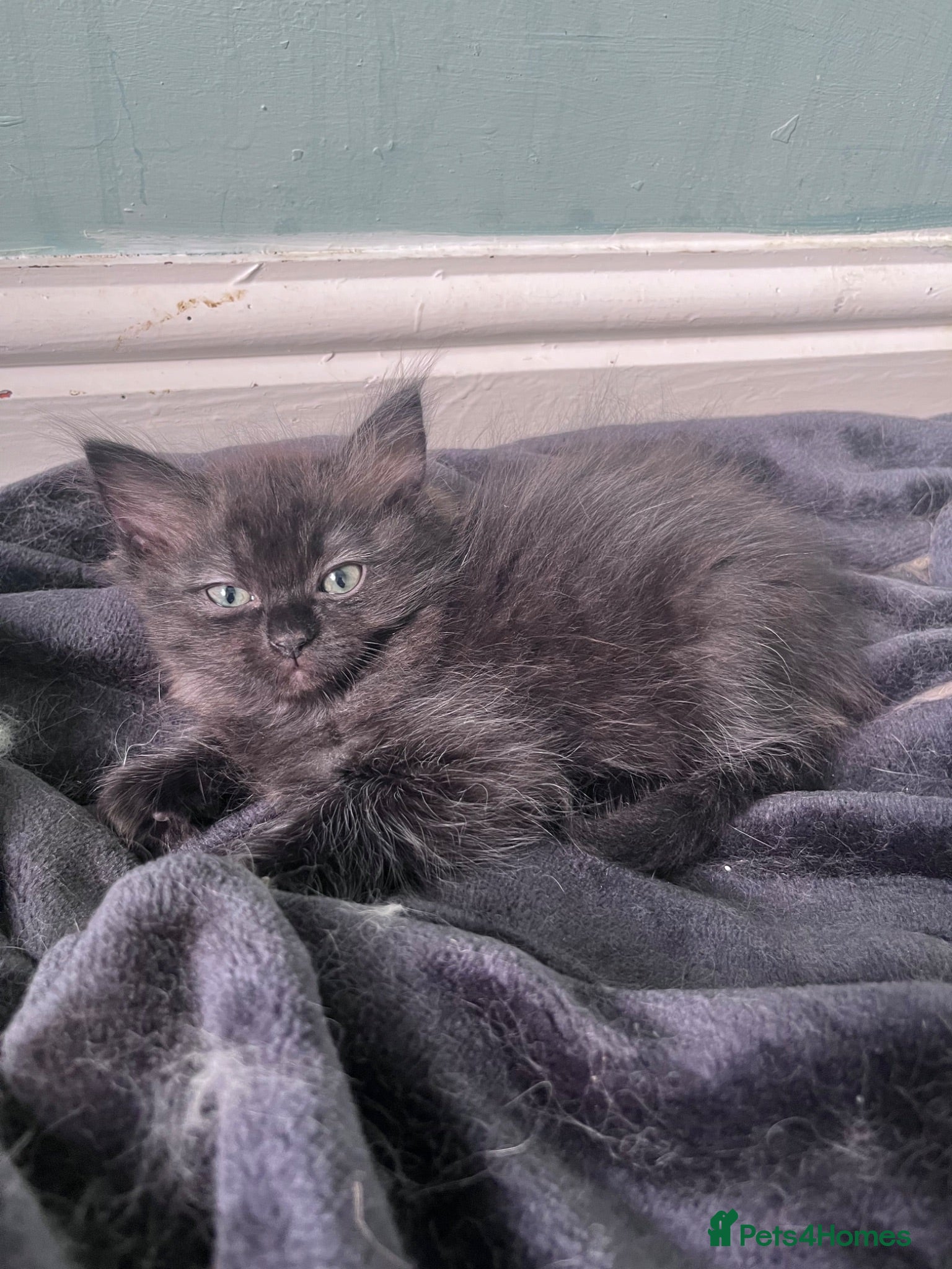 Persian cats Half pershian/half ragdoll  - Advert 5