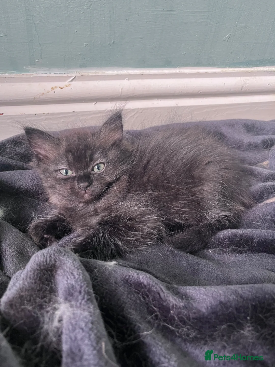 Persian cats for sale: Half pershian/half ragdoll  - Advert 1