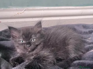 Persian cats Half pershian/half ragdoll - Advert 1