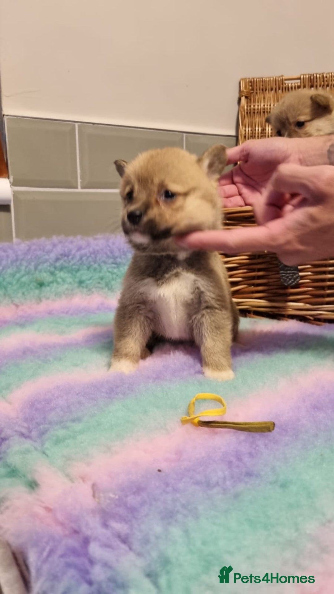 Mixed Breed dogs for sale: Corgi-Inus 💙 Just 1 BOY LEFT - Image 16