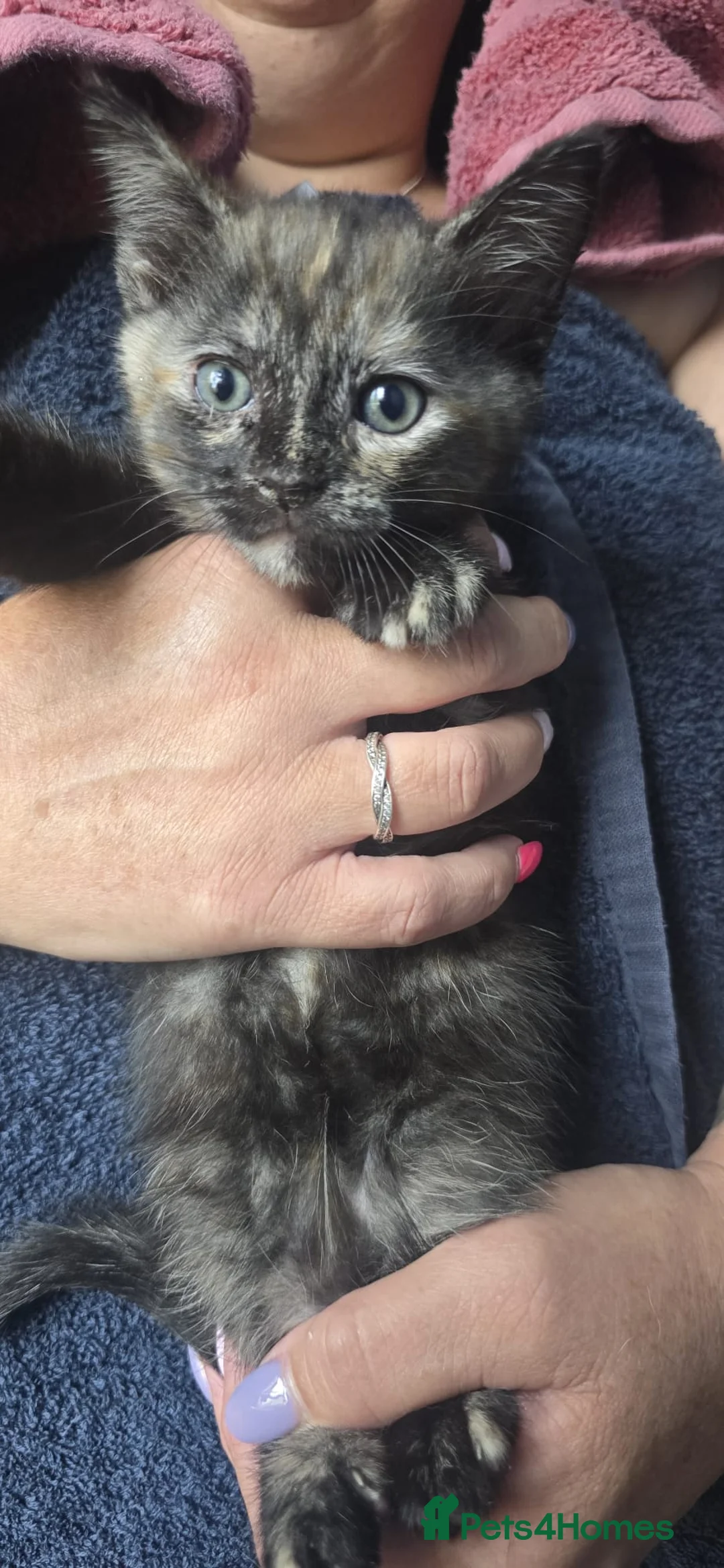 Mixed Breed cats for sale: 3 beautiful kittens ready now - Advert 1