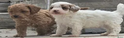Cockapoo dogs for sale: Outstanding cockapoo puppies - Advert 33