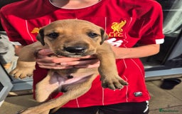 Mixed Breed dogs for sale: Lurcher x staff  in Sturminster Newton - Image 13