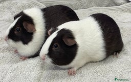 Guinea Pig rodents for sale: Guinea Pigs Sows  - Image 3
