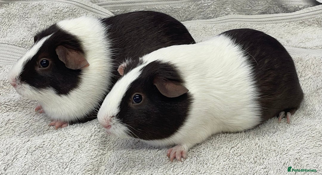 Guinea Pig rodents for sale: Guinea Pigs Sows  - Image 3