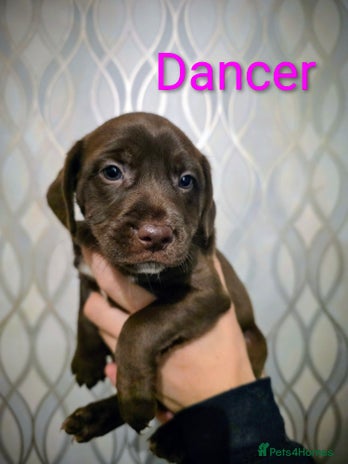 Mixed Breed dogs - Advert 1