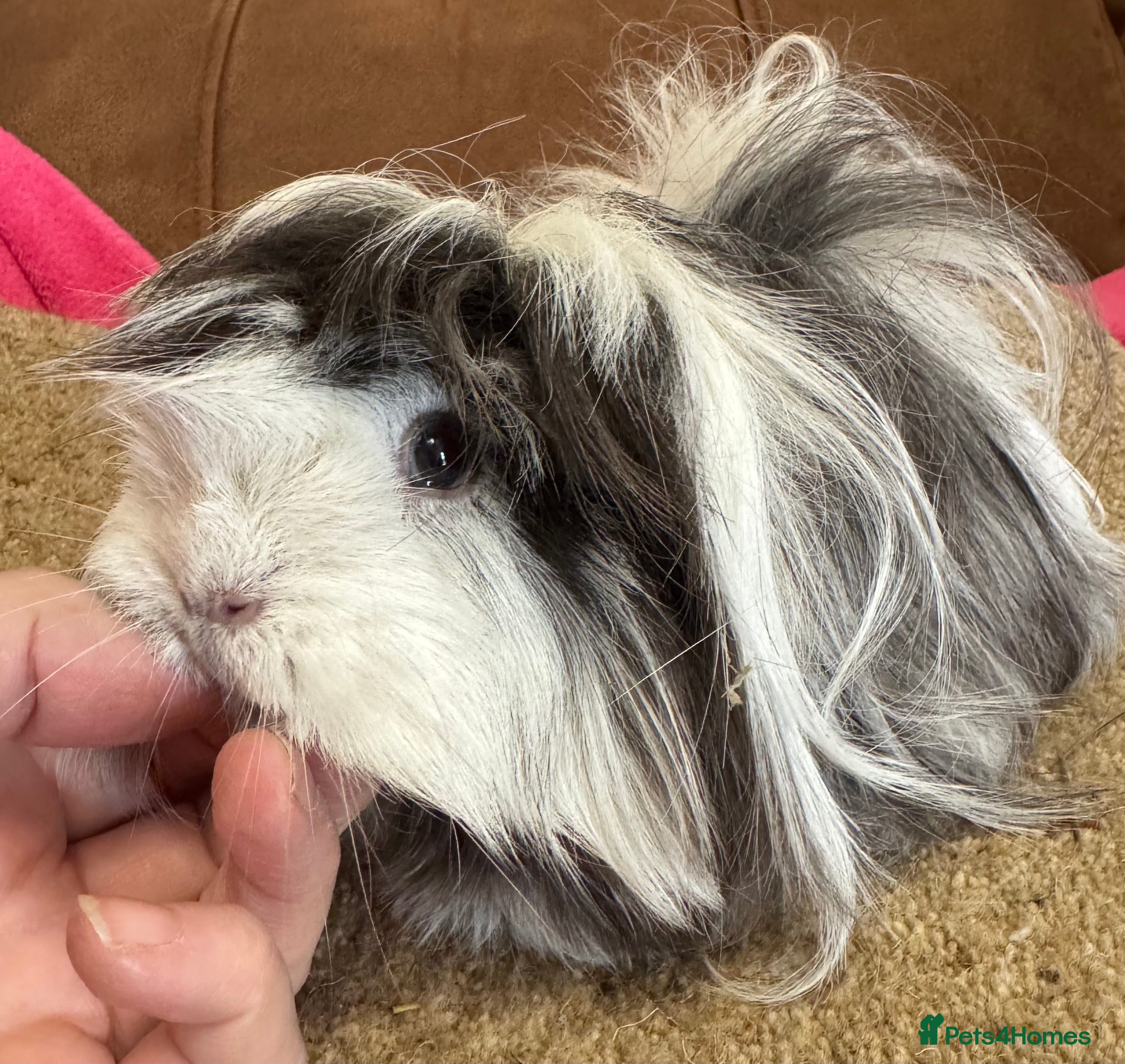 Guinea Pig rodents Female guinea pig Peruvian sow/dal sow  - Advert 19