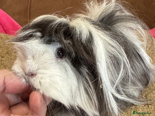 Guinea Pig rodents Female guinea pig Peruvian sow/dal sow - Advert 19