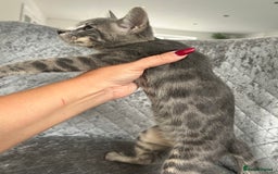 Bengal cats for sale: Striking Blue TICA Male Bengal Kittens 💙  - Image 26