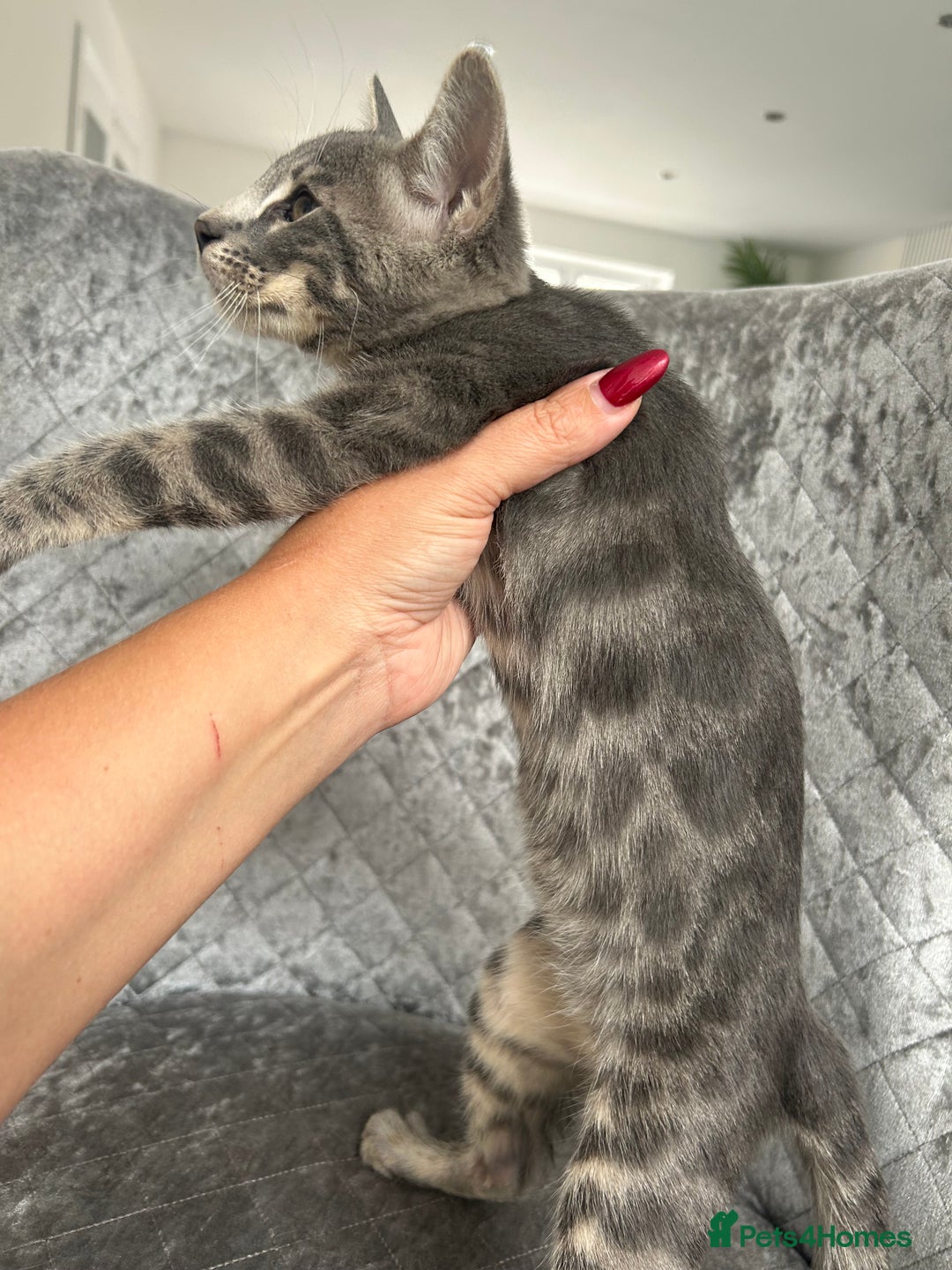 Bengal cats for sale: Striking Blue TICA Male Bengal Kittens 💙  - Image 26