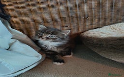 Mixed Breed cats for sale: 4 beautiful kittens - Advert 3