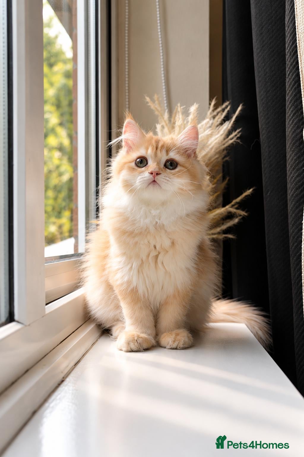 British Shorthair cats Rare Gorgeous GCCF Lilac & Chocolate Golden Kitten - Advert 2