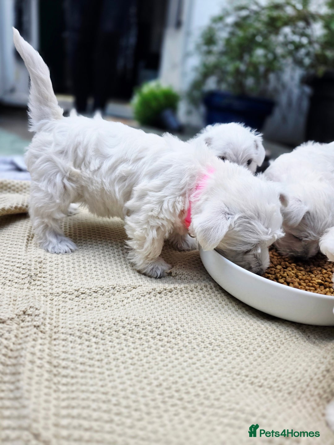 West Highland Terrier dogs for sale: Beautiful Westhighland Terrier Puppies  - Image 14