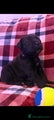 Cane Corso Puppy 8