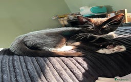 Mixed Breed cats for sale: Male kitten for rehoming.  - Image 3