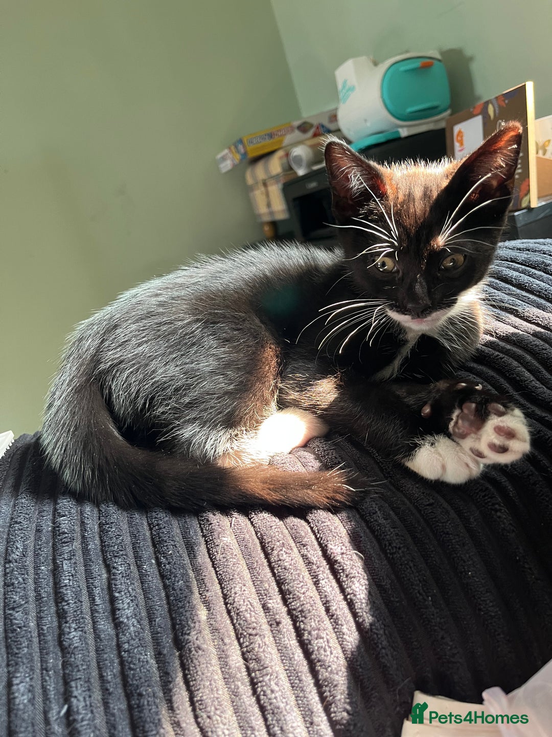 Mixed Breed cats for sale: Male kitten for rehoming.  - Image 3