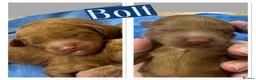 Cavapoo dogs for sale: Beautiful, health tested F1b Cavapoo Puppies - Advert 7