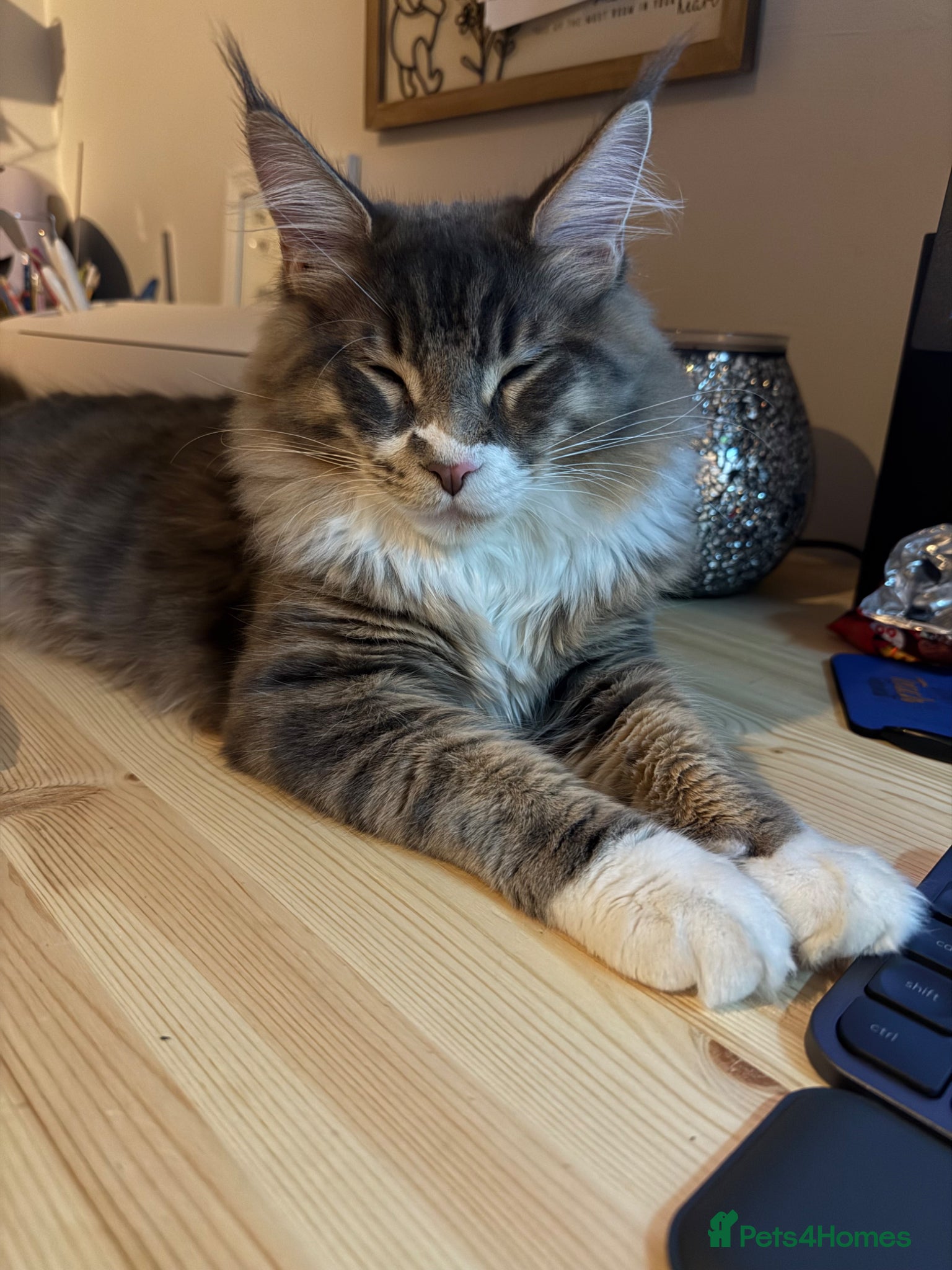 Maine Coon cats 10month Champion blood Mainecoon boy (Active TICA) - Advert 4