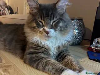 Maine Coon cats 10month Champion blood Mainecoon boy (Active TICA) - Advert 4