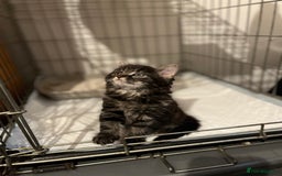 Ragdoll cats for sale: Lilly and poppy  - Image 4