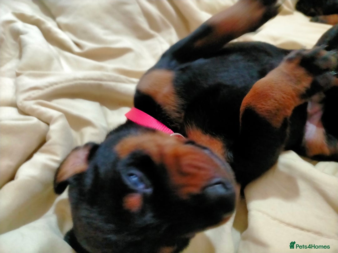 Dobermann dogs for sale: Dobermann puppies - Advert 12