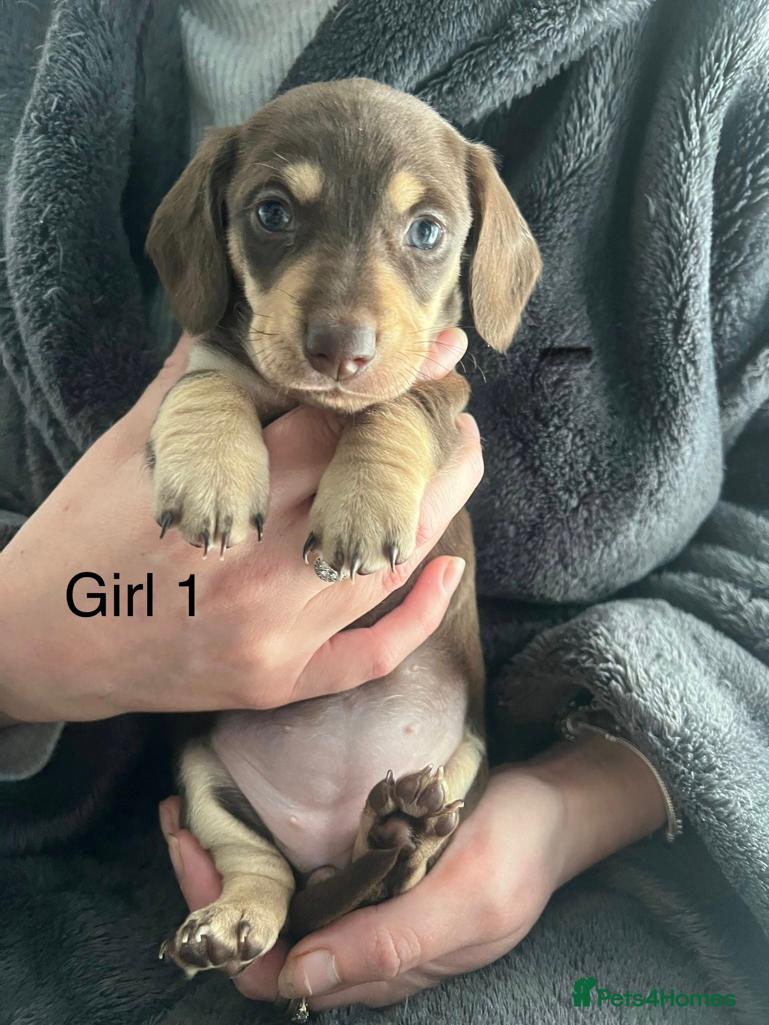 Miniature Dachshund dogs KC registered beautiful miniature dachshunds  - Advert 8