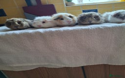Guinea Pig rodents for sale: Baby Male Guineapigs  - Image 12