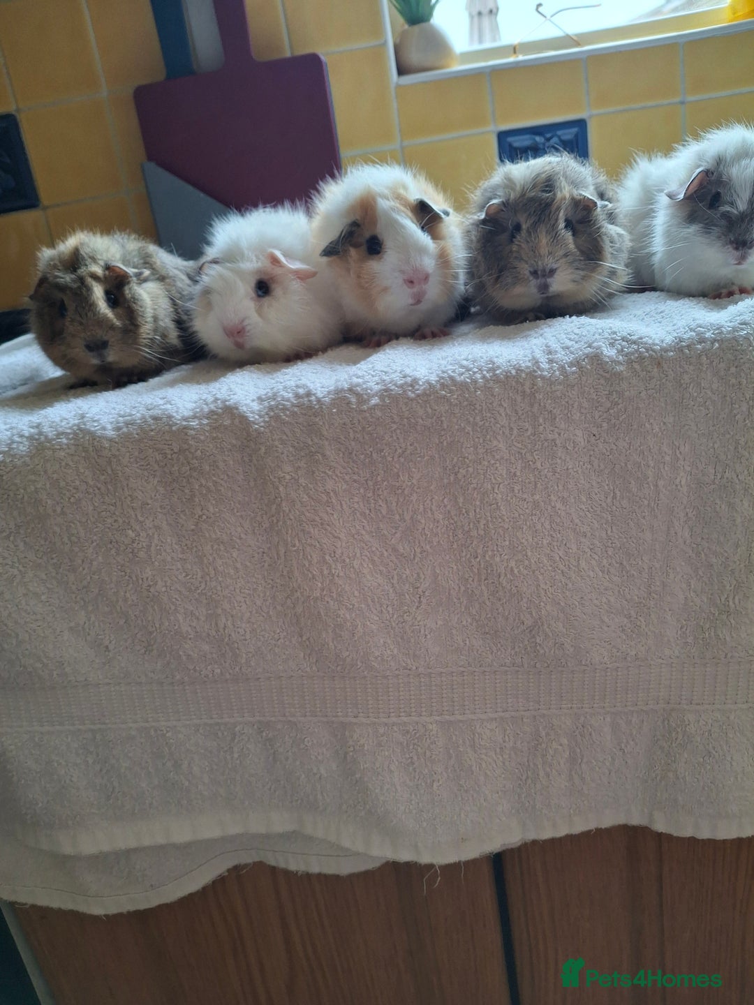 Guinea Pig rodents for sale: Baby Male Guineapigs  - Image 12