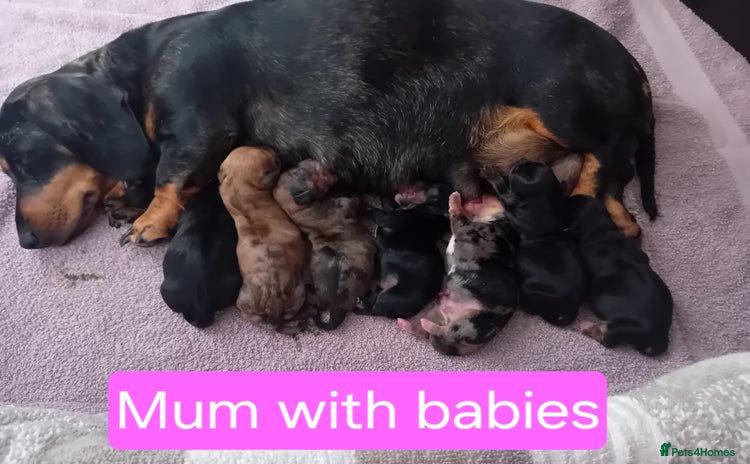Chiweenie dogs - Advert 1