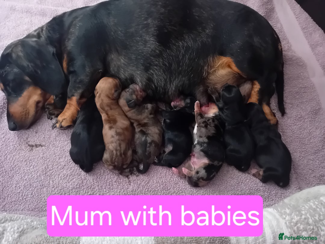 Chiweenie dogs for sale: Ready now 7 xsmall chiweenies fur babies  - Image 1